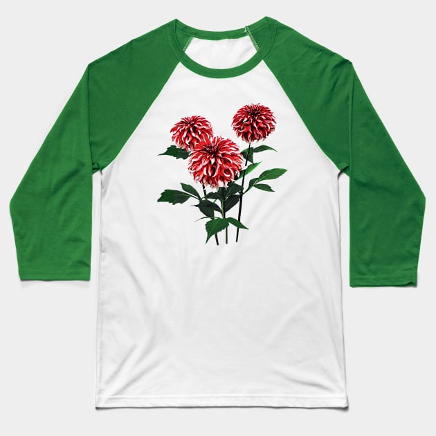 Dahlia Santa Claus Baseball T-Shirt by SusanSavad